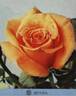 Bettina ® rose photo
