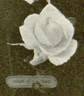 Souvenir de S. A. Prince rose photo