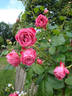 Helga Matura rose photo