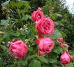 Helga Matura rose photo