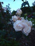 La Biche rose photo