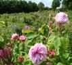 Bellard rose photo