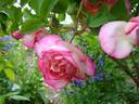 Morning Blush ™ rose photo