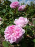 Soupert et Notting rose photo