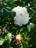 Louise Bugnet rose photo
