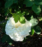 Karl Foerster rose photo