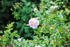 R. woodsii rose photo