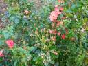 Alfabia rose photo