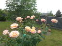 Erzgebirgsrose rose photo