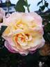 Erzgebirgsrose rose photo