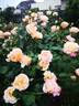 Erzgebirgsrose rose photo
