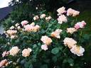 Erzgebirgsrose rose photo