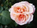 Erzgebirgsrose rose photo
