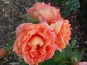 Vivienne Westwood rose photo
