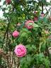 Comtesse Isabell rose photo