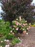 Oratam rose photo