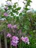 Piilu clematis photo