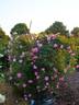 Morning Blush ™ rose photo