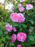 Morning Blush ™ rose photo