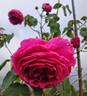 Madame Scipion Cochet rose photo