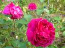 Triomphe de l'Exposition rose photo