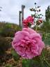 Magenta rose photo