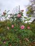 Heilige Elisabeth rose photo