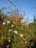 Gela Tepelmann rose photo