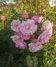 Gela Tepelmann rose photo