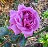 Blue Boy rose photo