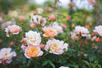 Sussex rose photo