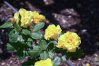 Catherine McAuley rose photo