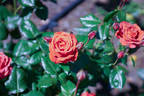 Hot Chocolate rose photo