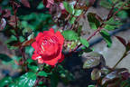 New Era rose photo