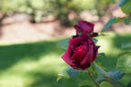 Kentucky Derby rose photo