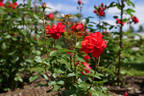 Red Cavalier rose photo