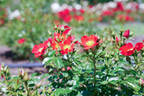 Royal Bassino ® rose photo