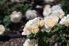 Edelweiss ® rose photo