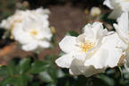 White Simplicity ® rose photo