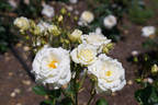 White Spray ® rose photo