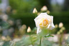 Nana Mouskouri rose photo