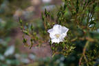 Heideschnee ® rose photo