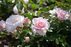 Many Happy Returns rose photo