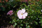 Queen Mother rose photo