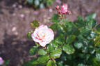 Mary MacKillop rose photo