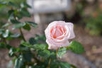 Royal Highness rose photo