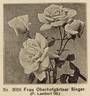 Frau Oberhofgärtner Singer rose photo