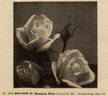 Souvenir de Gustave Prat rose photo