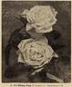 Fürstin von Pless rose photo