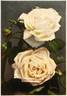 Fürstin von Pless rose photo